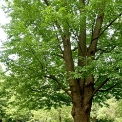 A picture of Ash tree 
