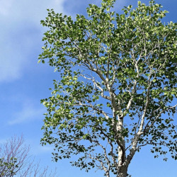 A picture of Aspen tree 