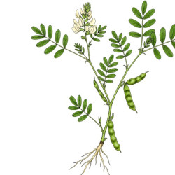 A picture of Astragalus 