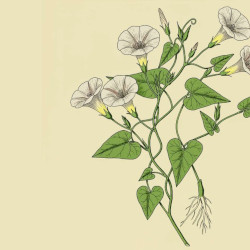 A picture of Bindweed 