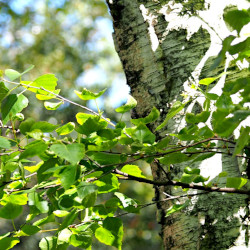 A picture of Birch 