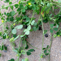 A picture of Black medick 