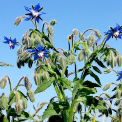 A picture of Borage 