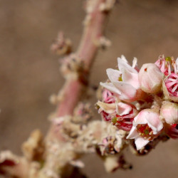 A picture of Boswellia 