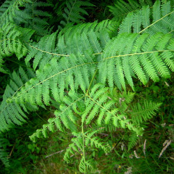 A picture of Bracken 