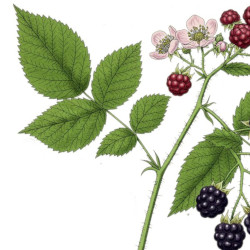 A picture of Bramble 