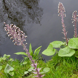 A picture of Butterbur 