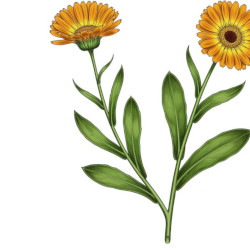 A picture of Calendula 