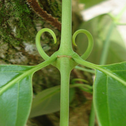 A picture of Cats claw 
