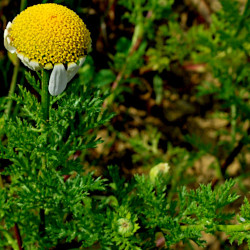 A picture of Chamomile 