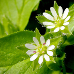 A picture of Chickweed 