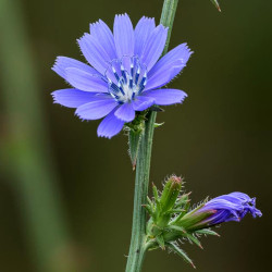 A picture of Chicory herb 