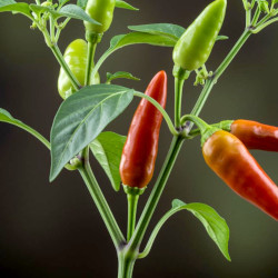 A picture of Chilli pepper 