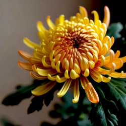 A picture of Chrysanthemum 