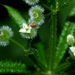 A picture of Cleavers 