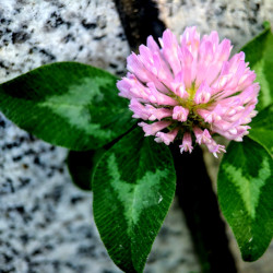 A picture of Clover 