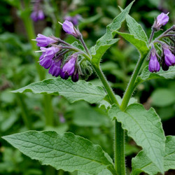 A picture of Comfrey 