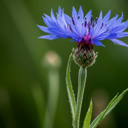 A picture of Cornflower 