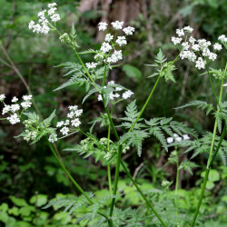 A picture of Cow parsley 