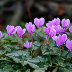 A picture of Cyclamen 