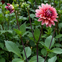 A picture of Dahlia 