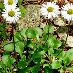 A picture of Daisy 