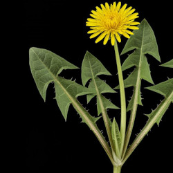 A picture of Dandelion 