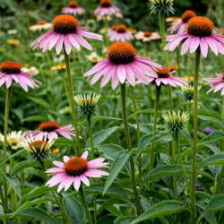 A picture of Echinacea 