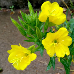 A picture of Evening primrose 