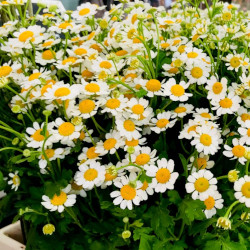 A picture of Feverfew 