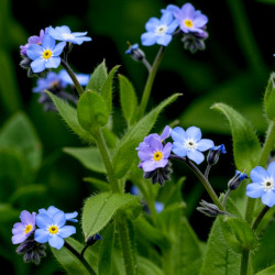 A picture of Forget me knot 