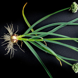A picture of Garlic 