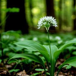 A picture of Garlic wild 