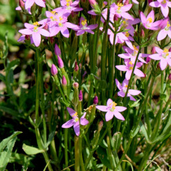 A picture of Gentian 