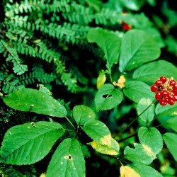 A picture of Ginseng 