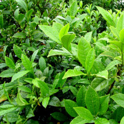 A picture of Green tea 