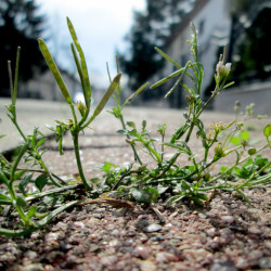 A picture of Hairy bittercress 
