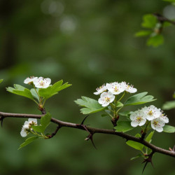 A picture of Hawthorn 