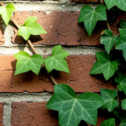 A picture of Hedera helix 