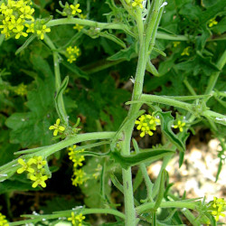 A picture of Hedge mustard 