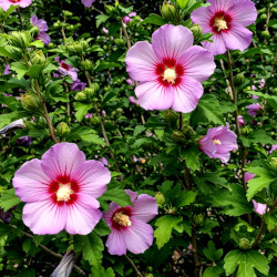 A picture of Hibiscus syriacus 
