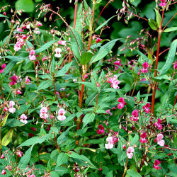 A picture of Himalayan balsam 