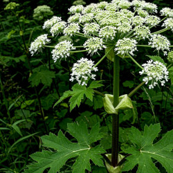 A picture of Hogweed 