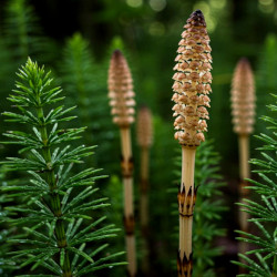 A picture of Horsetail 