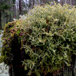 A picture of Icelandic moss 