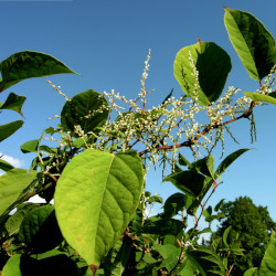 A picture of Japanese knotweed 