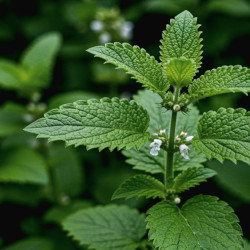 A picture of Lemon balm 