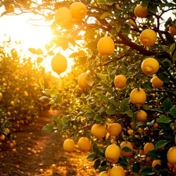 A picture of Lemon tree 
