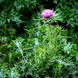A picture of Milk thistle 