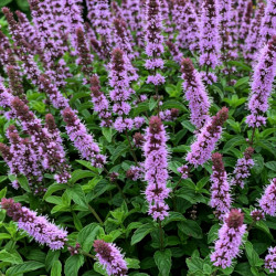 A picture of Mint 